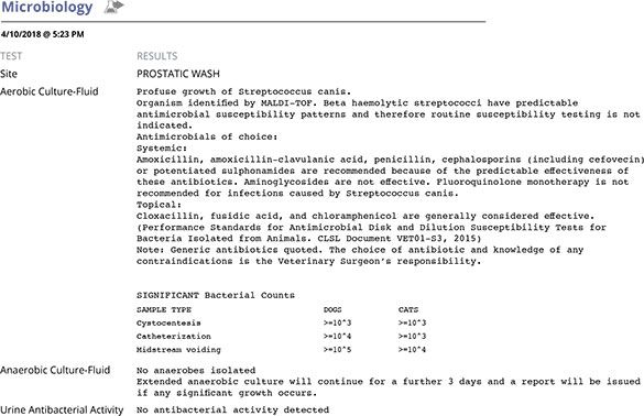 Screenshot of Custard's urine microbiology report