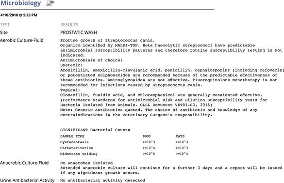 Screenshot of Custard's urine microbiology report