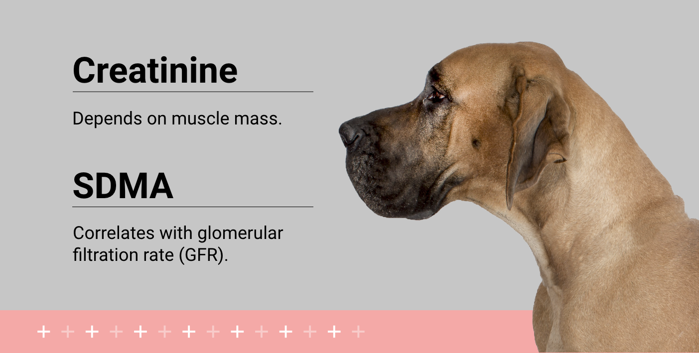 High creatinine treatment in dogs top