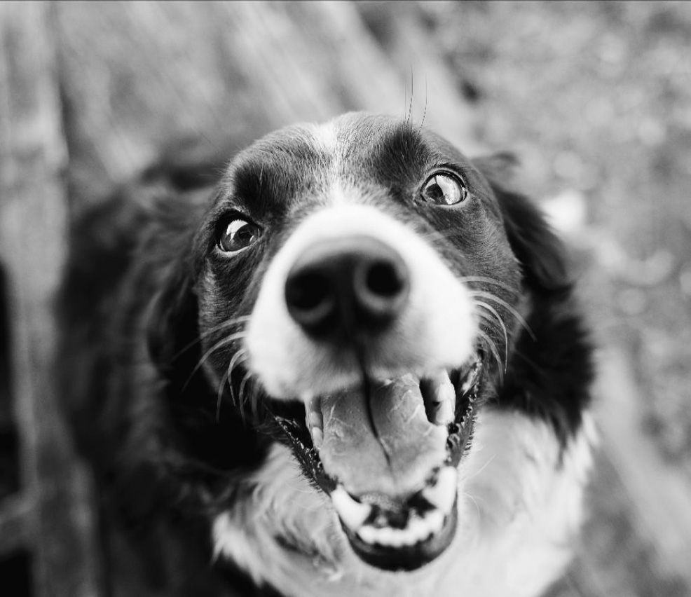 A dog looks directly up with an open mouth and crossed eyes.