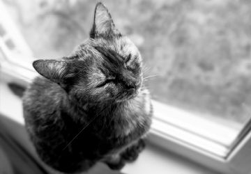 Cat sitting on windowsill - small.
