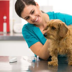 Veterinary technician holding brown dog with a ProCyte One analyzer on the shelf.