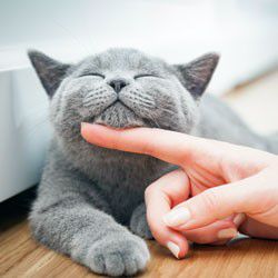 A gray cat being pet under its chin.