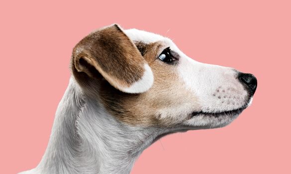 Side view of terrier profile against pink background.