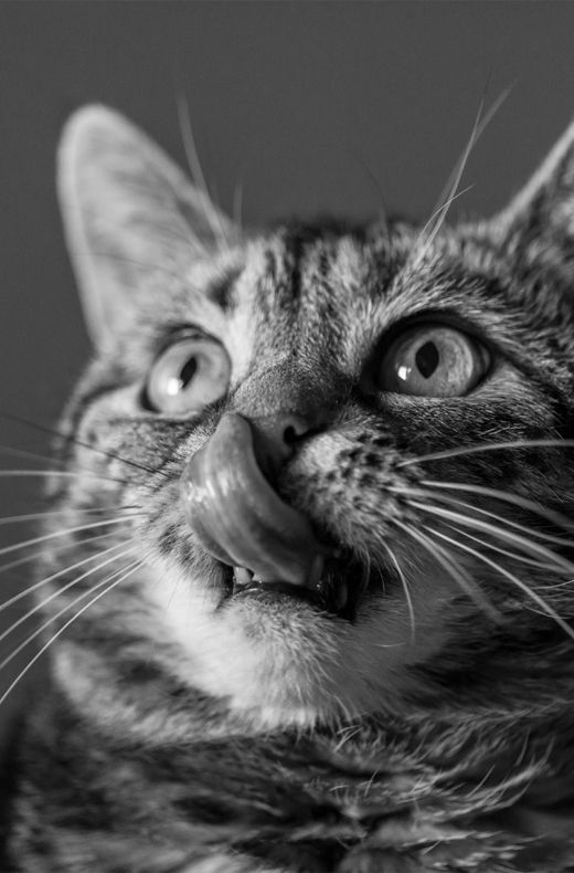 A close-up of a striped cat looking upwards while licking its lips.