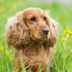 11-year-old Cocker Spaniel