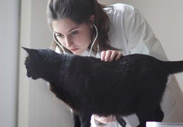 Veterinarian examining black cat with stethoscope