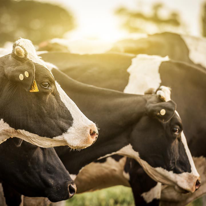 Cows with sunset.