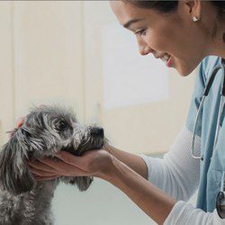 Veterinary technician holding face of gray dog in her hands