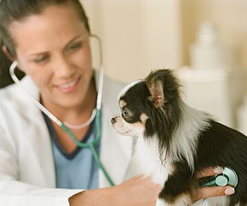 Confident female veterinarian examining a small dog with a stethoscope