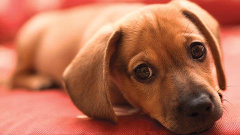 can a puppy have a false positive parvo test