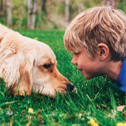 Young boy and golden retriever lie face to face on grass