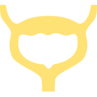Icon silhouette of the lower urinary tract