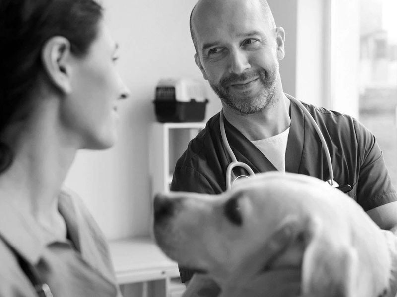 Veterinarian and technician examining labrador.