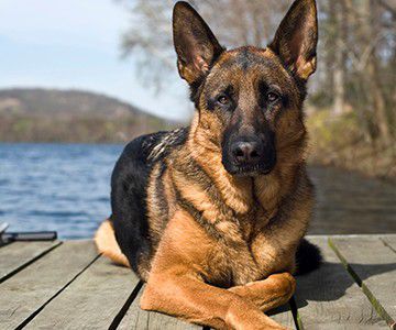 German Shepherd on dock at lake