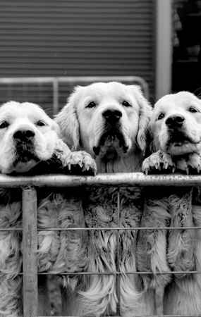 Three dogs peering over a fence together.