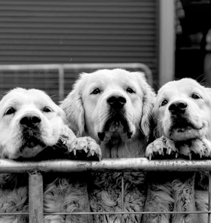 Three dogs peering over a fence together.