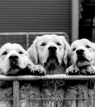Three dogs peering over a fence together.