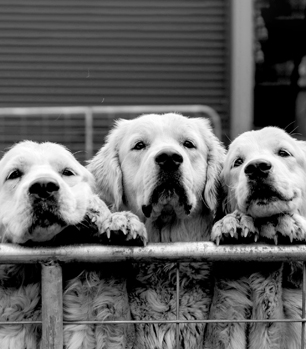 Three dogs peering over a fence together.