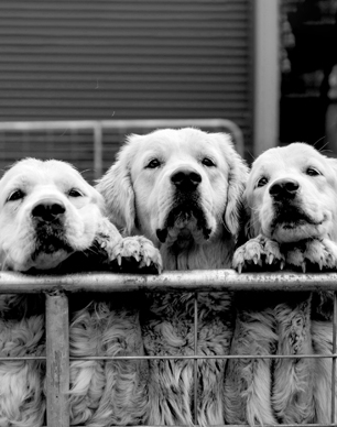 Three dogs peering over a fence together.