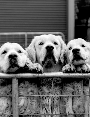 Three dogs peering over a fence together.