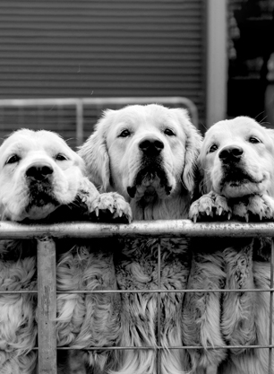 Three dogs peering over a fence together.