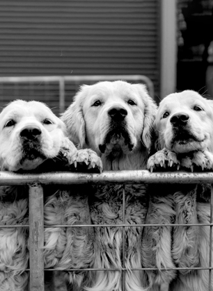 Three dogs peering over a fence together.