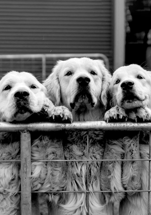 Three dogs peering over a fence together.