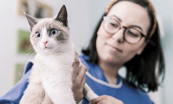 Female holding up white and gray cat.