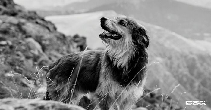a dog on a hillside looking up and back