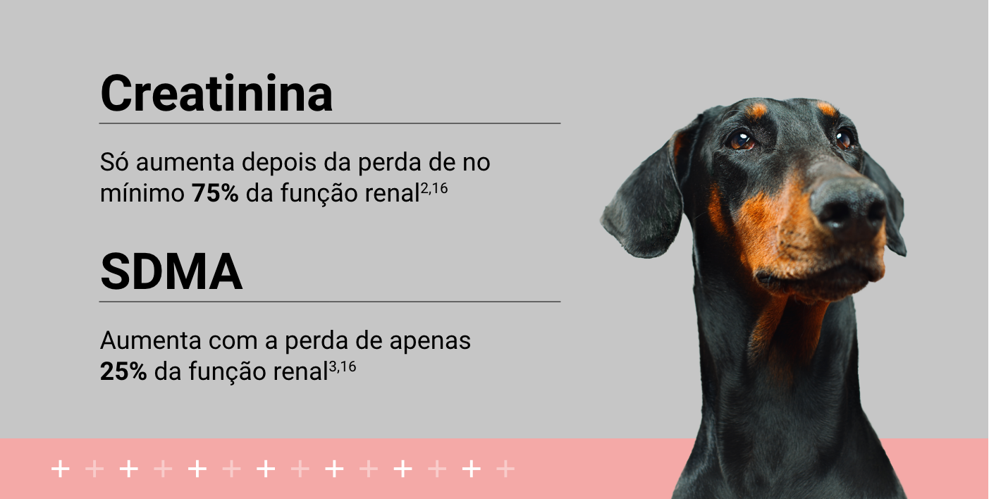 Doberman with text graphic.