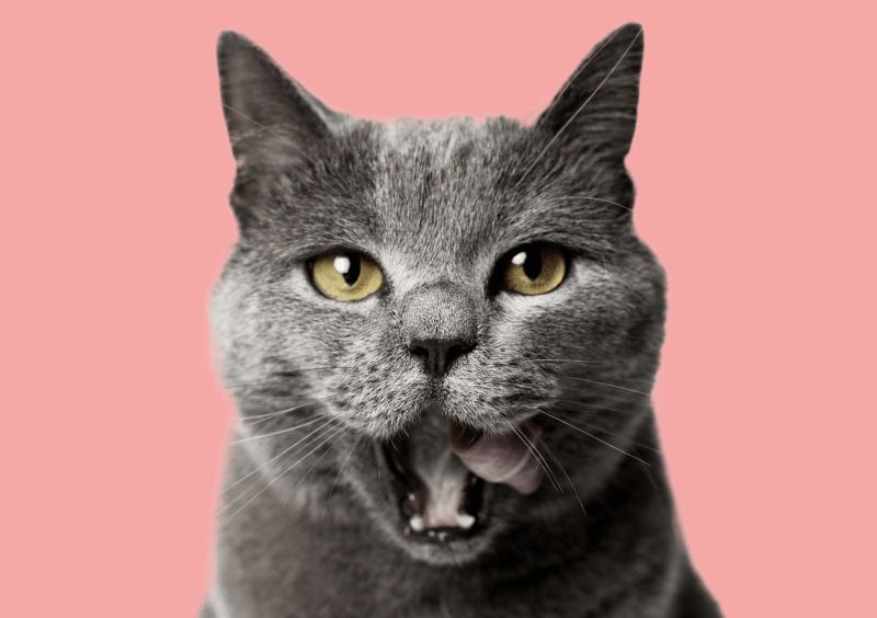 Image of gray cat licking lips on pink background.