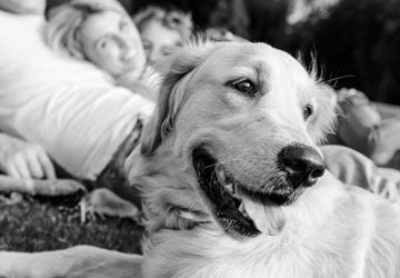 Golden retriever laying in grass with family in background.