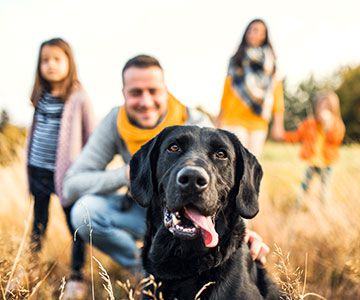 Black dog with family in a field