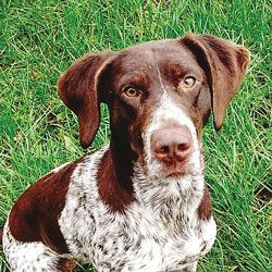 German shorthair pointer mix sitting on green grass