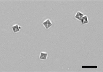 Urine sediment calcium oxalate dihydrate crystals on a slide