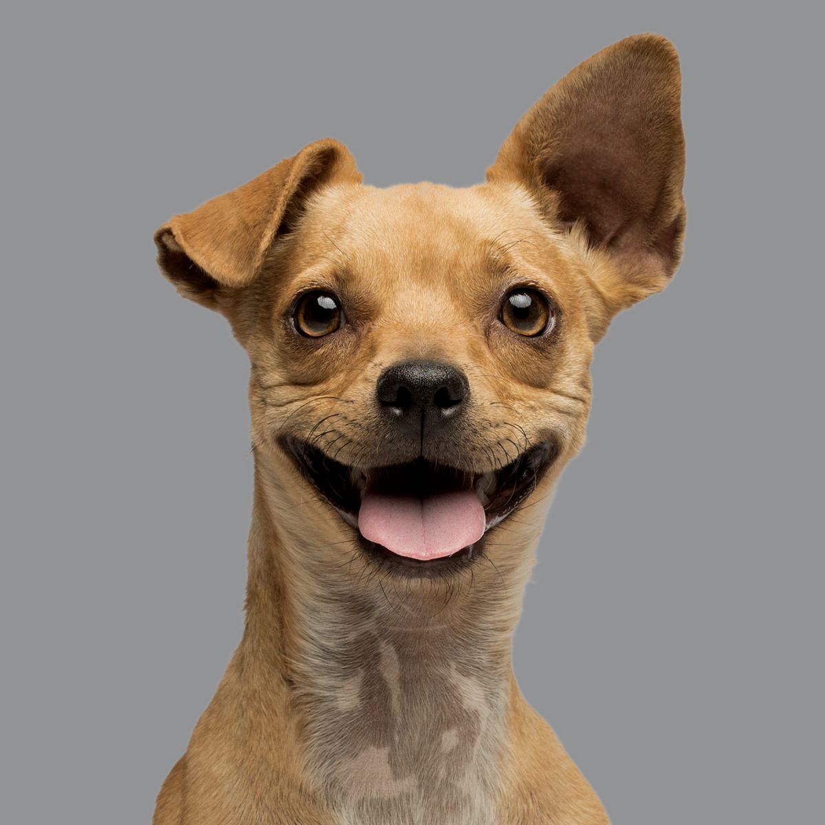 A smiling dog with one ear flopped down and the other ear pointed up.