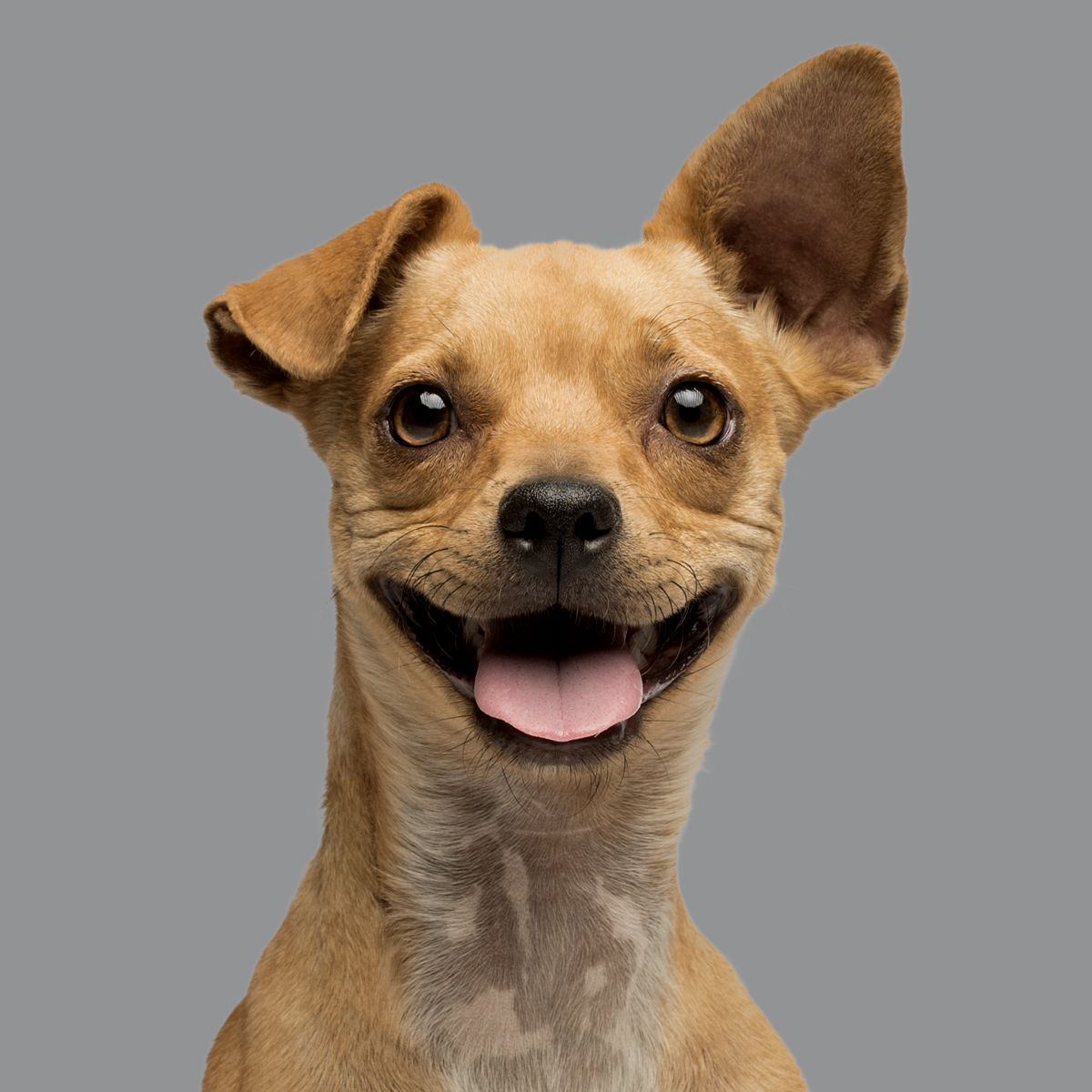Animal Database, Online Learning Center