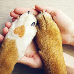 Paws rest on open hands.