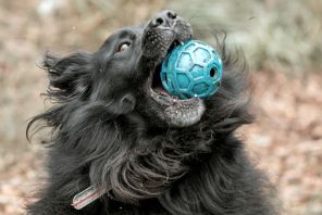 Long-haired black dog catching a blue ball.