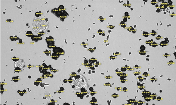 Urinalysis image for a dog named Peggy