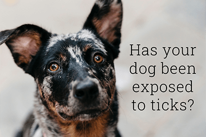 Mixed breed dog with text 'has your dog been exposed to ticks?'