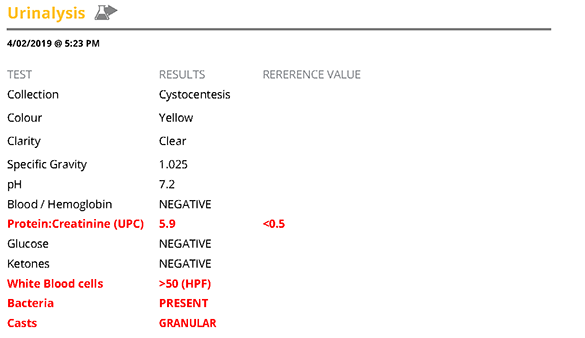 Screenshot of Bella's urinalysis report