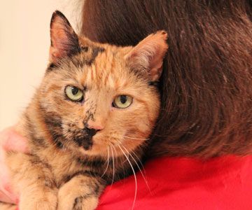 A 16-year-old domestic shorthair cat cuddling with female owner