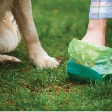 Woman crouches down to pick up poop next to dog