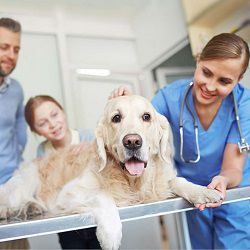 Veterinary technician with dog on exam table and family in background