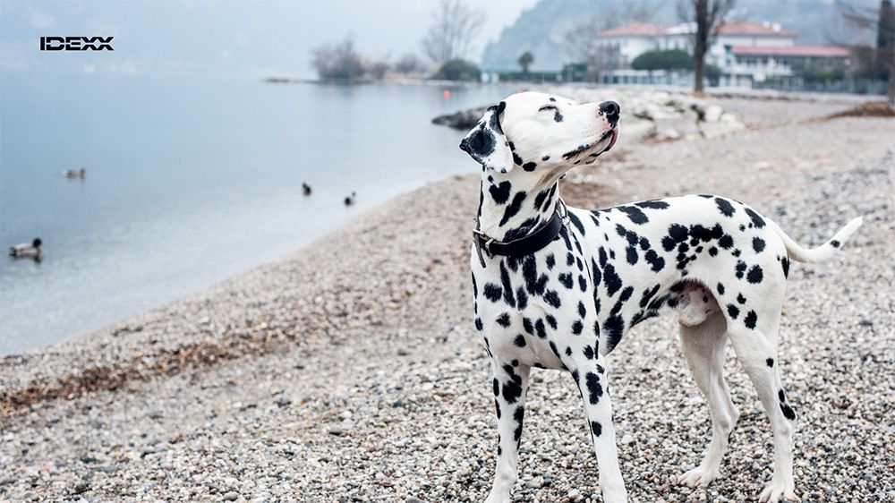 A Dalmatian stands on the shore, its eyes closed and head turned upwards.
