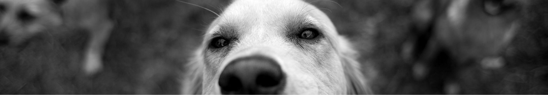 Close up of Golden Retriever face.