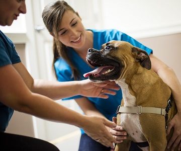 Boxer with veterinary technicians.