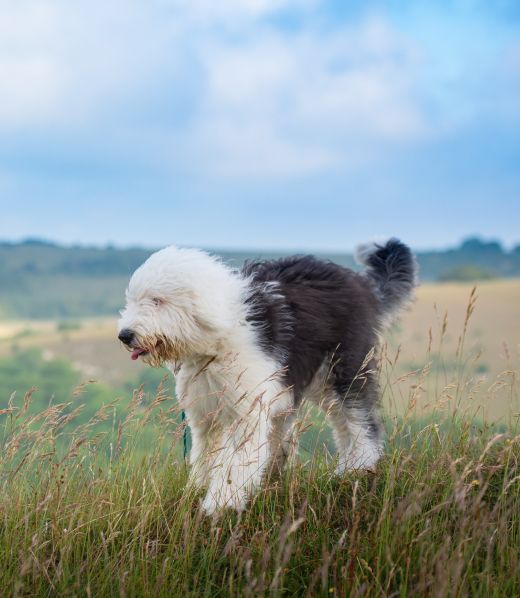 A sheepdog stands on a grassy hill while the wind blows.